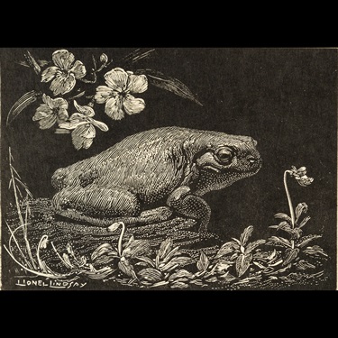 Lionel-LindsayThe-Garden-Frog-1924-wood-engraving-printed-in-black-ink-on-paper-7.1-x-9.7cm.jpg