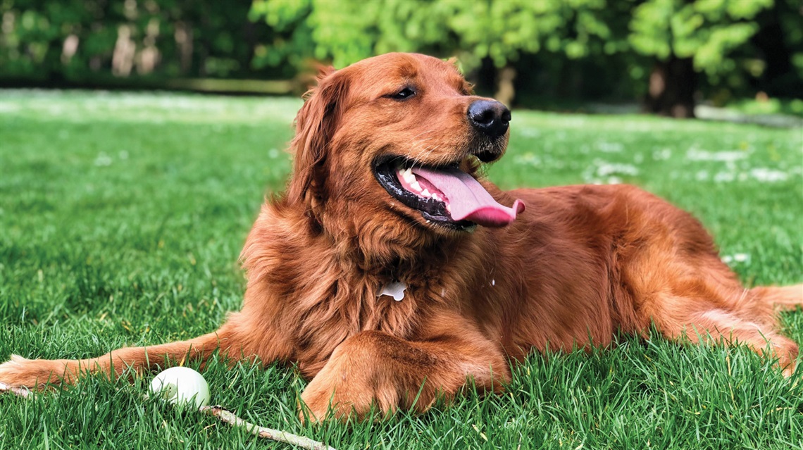Photo of a ginger Labrador sitting on grass with a stick and a ball
