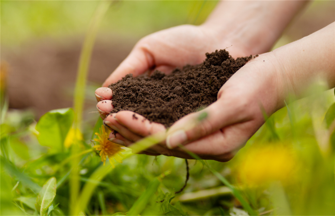 soil-biology-workshop-cessnock-city-council